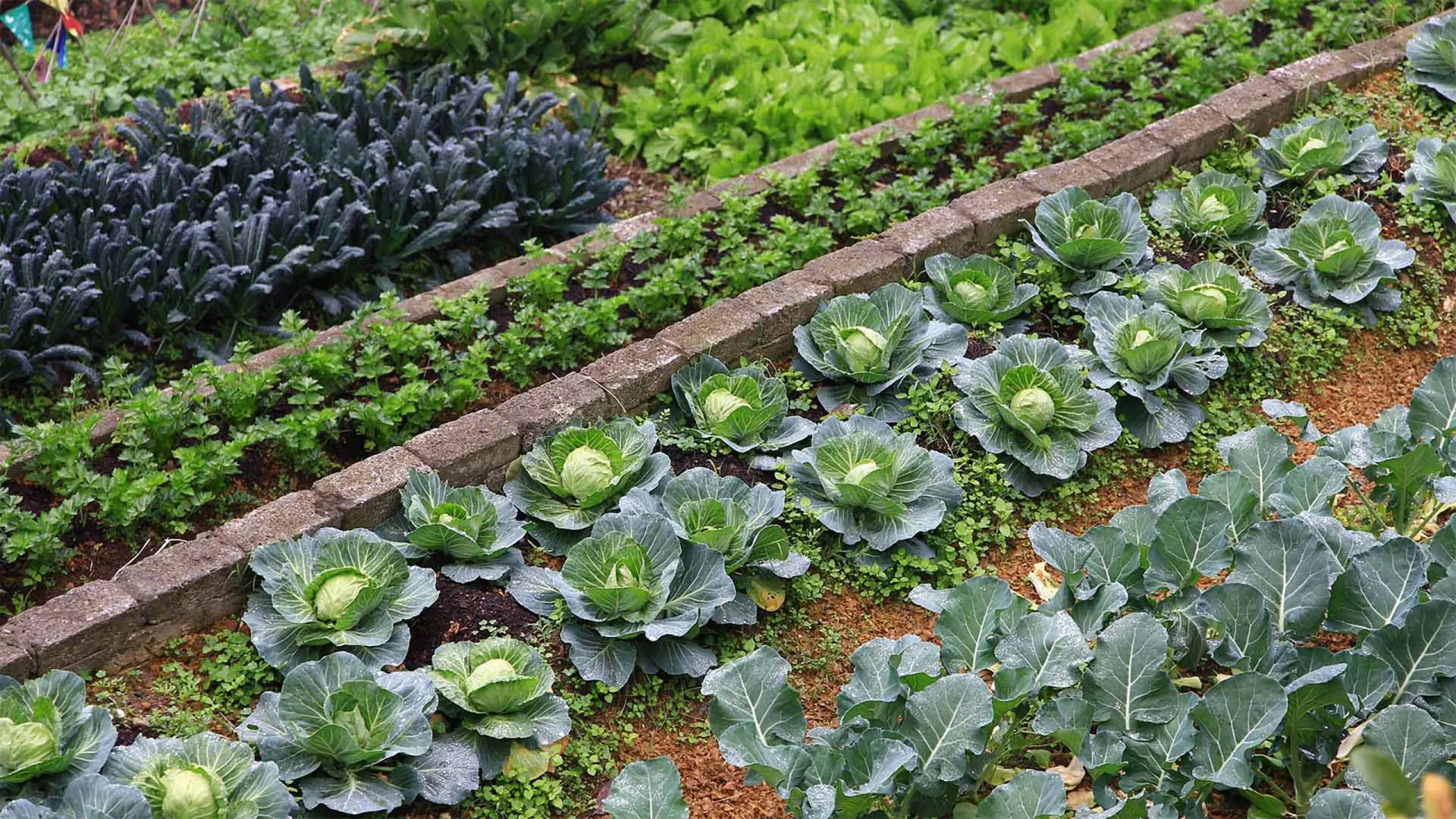 Plot filled with cabbage, herbs, kale and other greens.